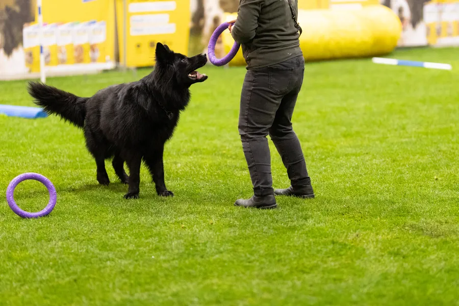 Dog training on grass