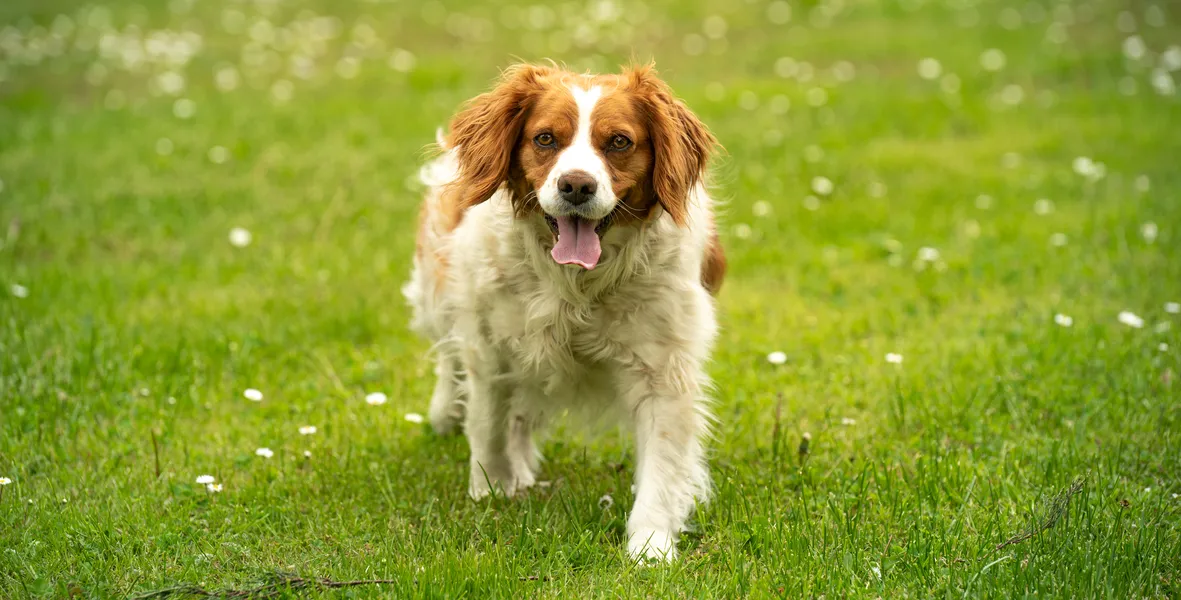 Dog working at training field